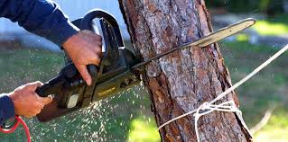 Best Pest Control for Lawns  in Westwood, PA