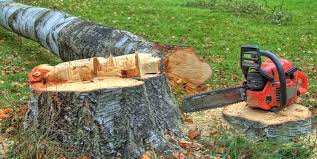 How Our Tree Care Process Works  in  Westwood, PA