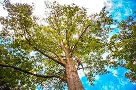 Best Emergency Tree Removal  in Westwood, PA