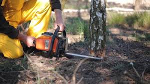 Best Tree Removal  in Westwood, PA