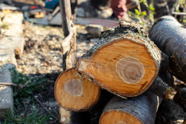Best Firewood Processing and Delivery  in Westwood, PA