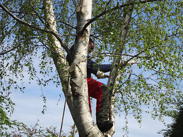 Best Tree Planting  in Westwood, PA