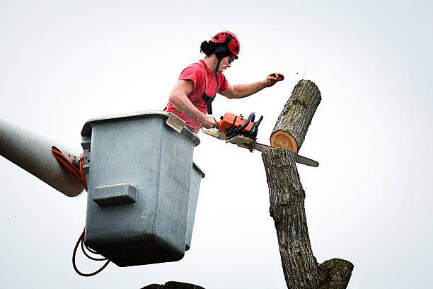 Best Tree Trimming and Pruning  in Westwood, PA